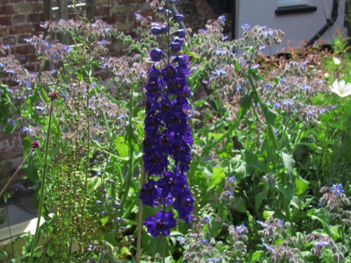 The Old Vicarage Hotel & Restaurant Бриджуотър Екстериор снимка Delphinium 'Blue King'
